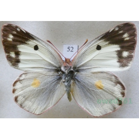 Colias erate (Esper, 1805) female Szlaczkoń erate Czech52